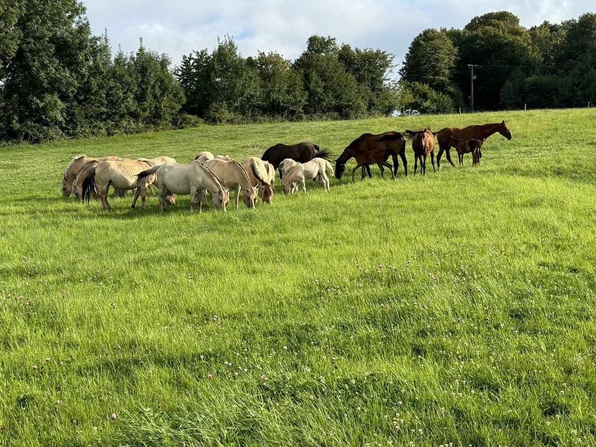 Fjord Horses Stallion 3 years 14,2 hh Dun in Niederbronn les bains