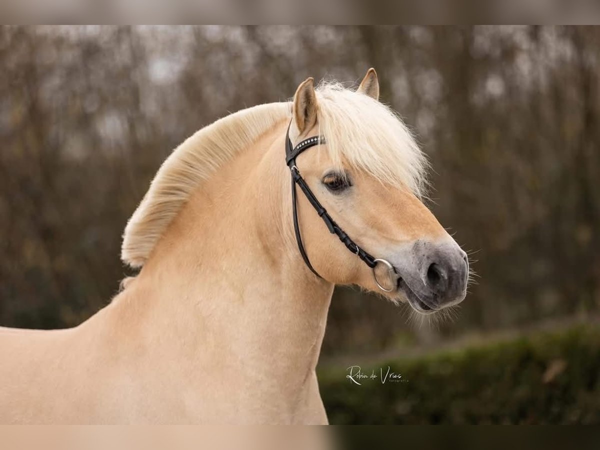 Fjord Horses Stallion 5 years 14 hh Red Dun in Hijken