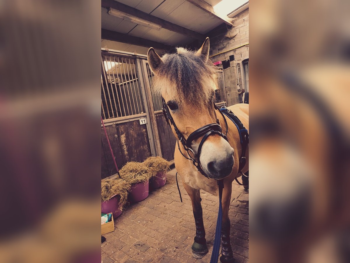 Fjord Horses Stallion 6 years 14,1 hh in Malle