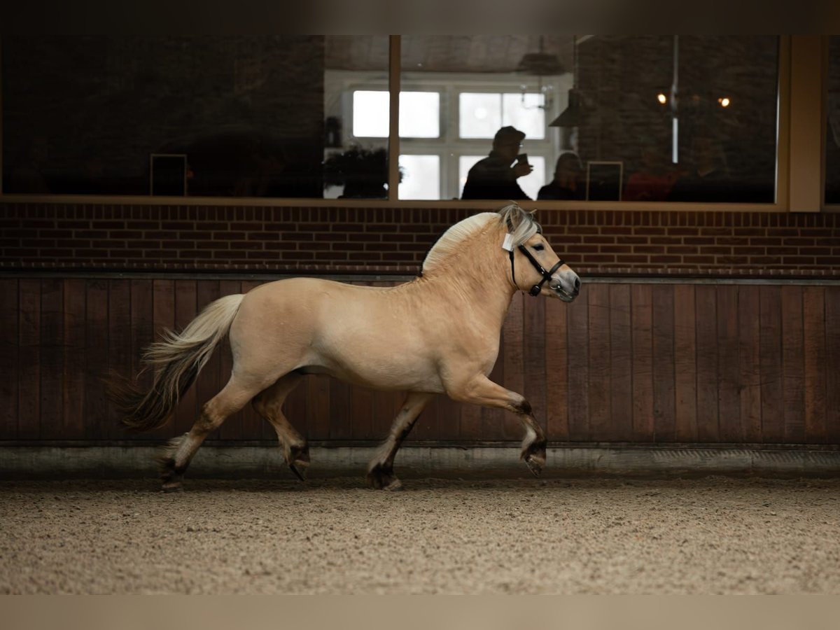 Fjord Horses Stallion in Hensbroek