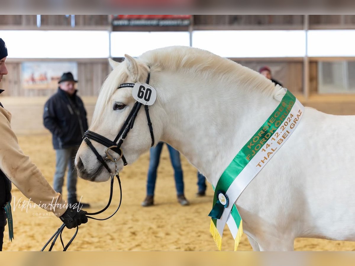 Fjord Horses Stallion Dun in Voitsberg