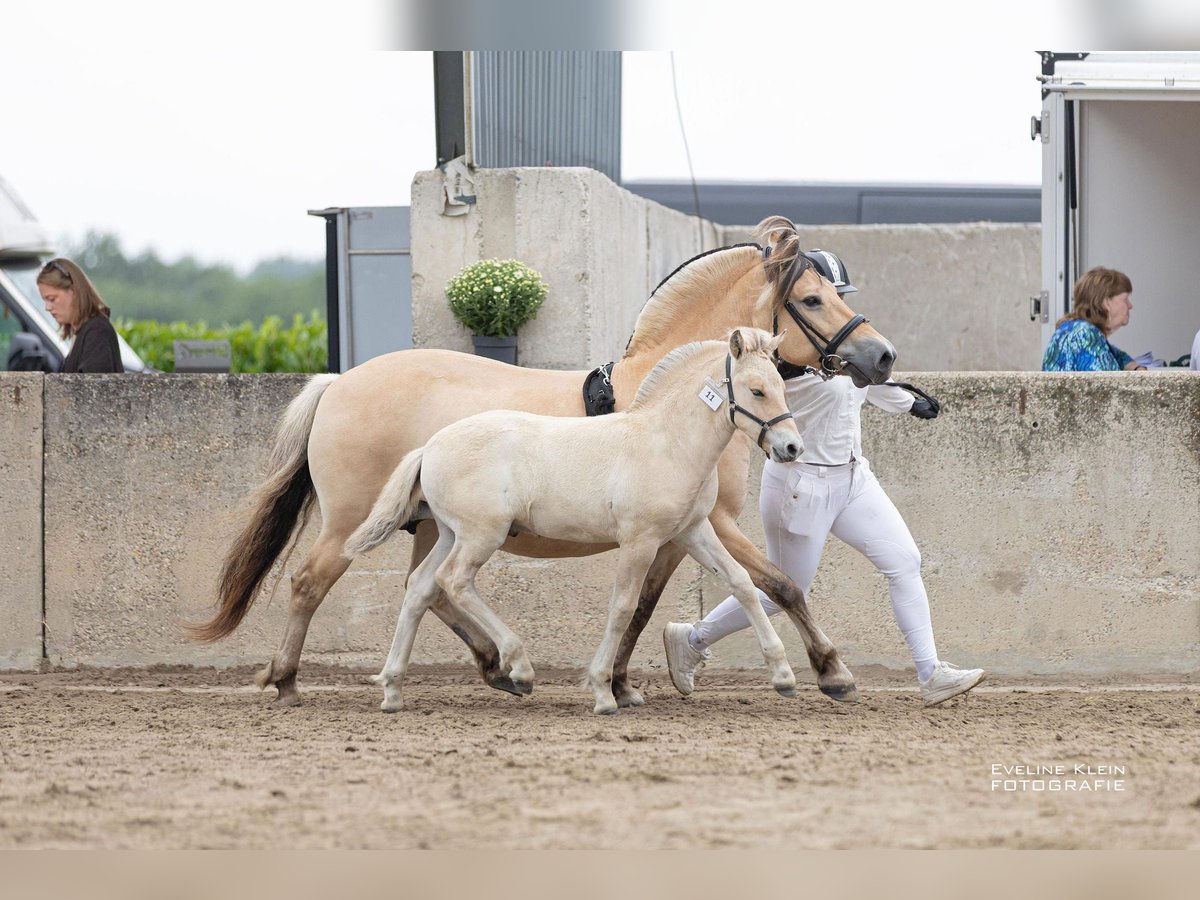 Fjord Horses Stallion Foal (06/2025) 14,1 hh Dun in Hellouw