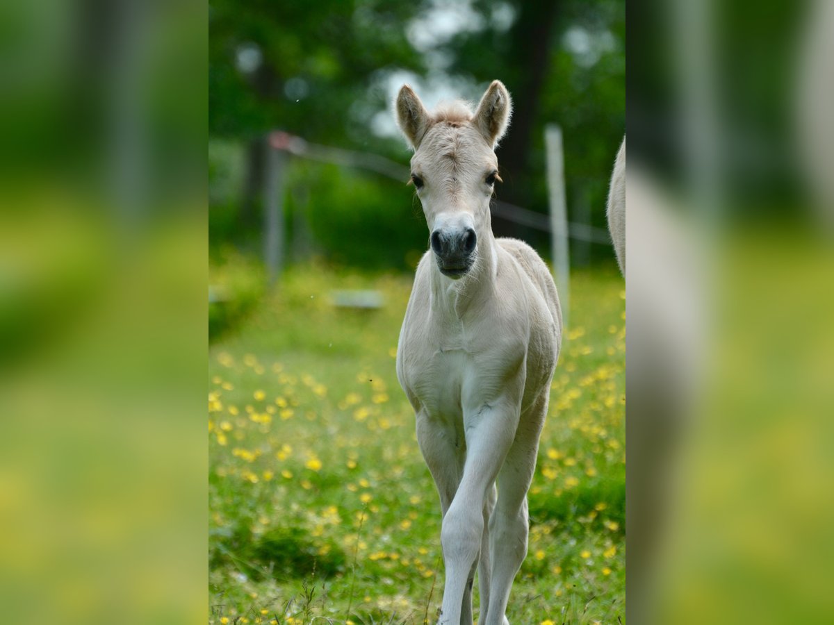 Fjord Horses Stallion  14,1 hh Dun in FLETHSEE