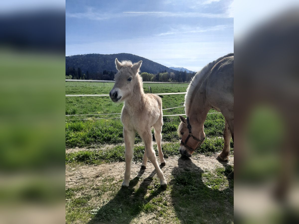 Fjord Horses Stallion  14,1 hh Dun in Villach