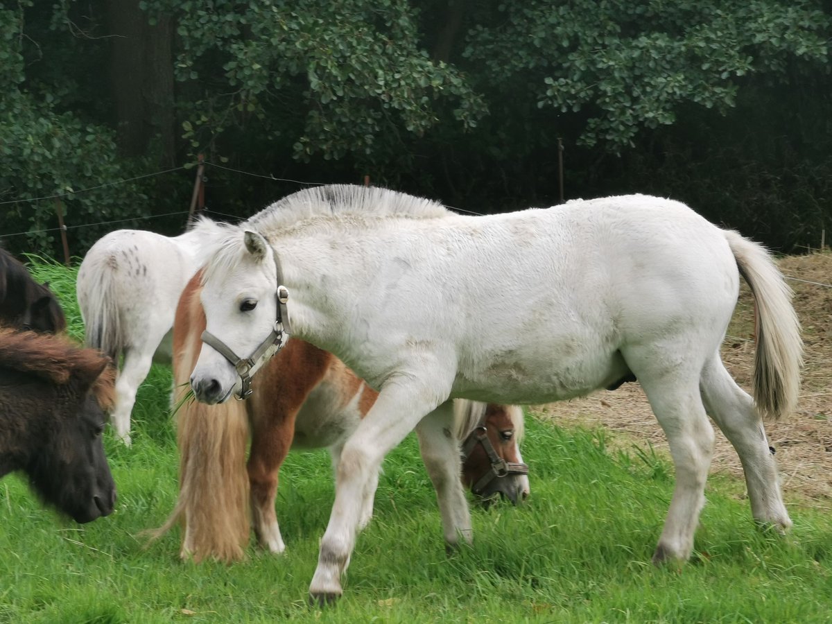 Fjord Horses Stallion Foal (05/2025) 14,2 hh Dun in Grimmen Fjord Horses Stallion Foal (05/2025) 14,2 hh Dun in Grimmen