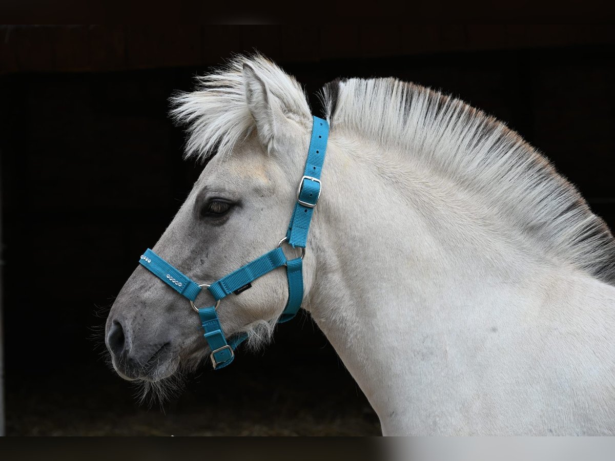 Fjord Horses Stallion Foal (04/2025) 14,2 hh Dun in Erfurt