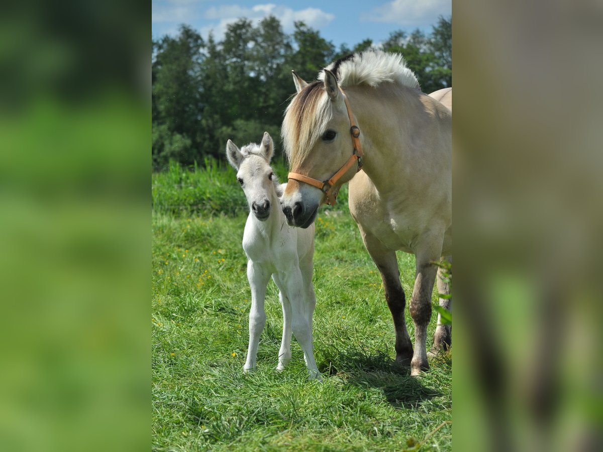 Fjord Horses Stallion Foal (05/2025) 14,2 hh Grullo in Wanneperveen