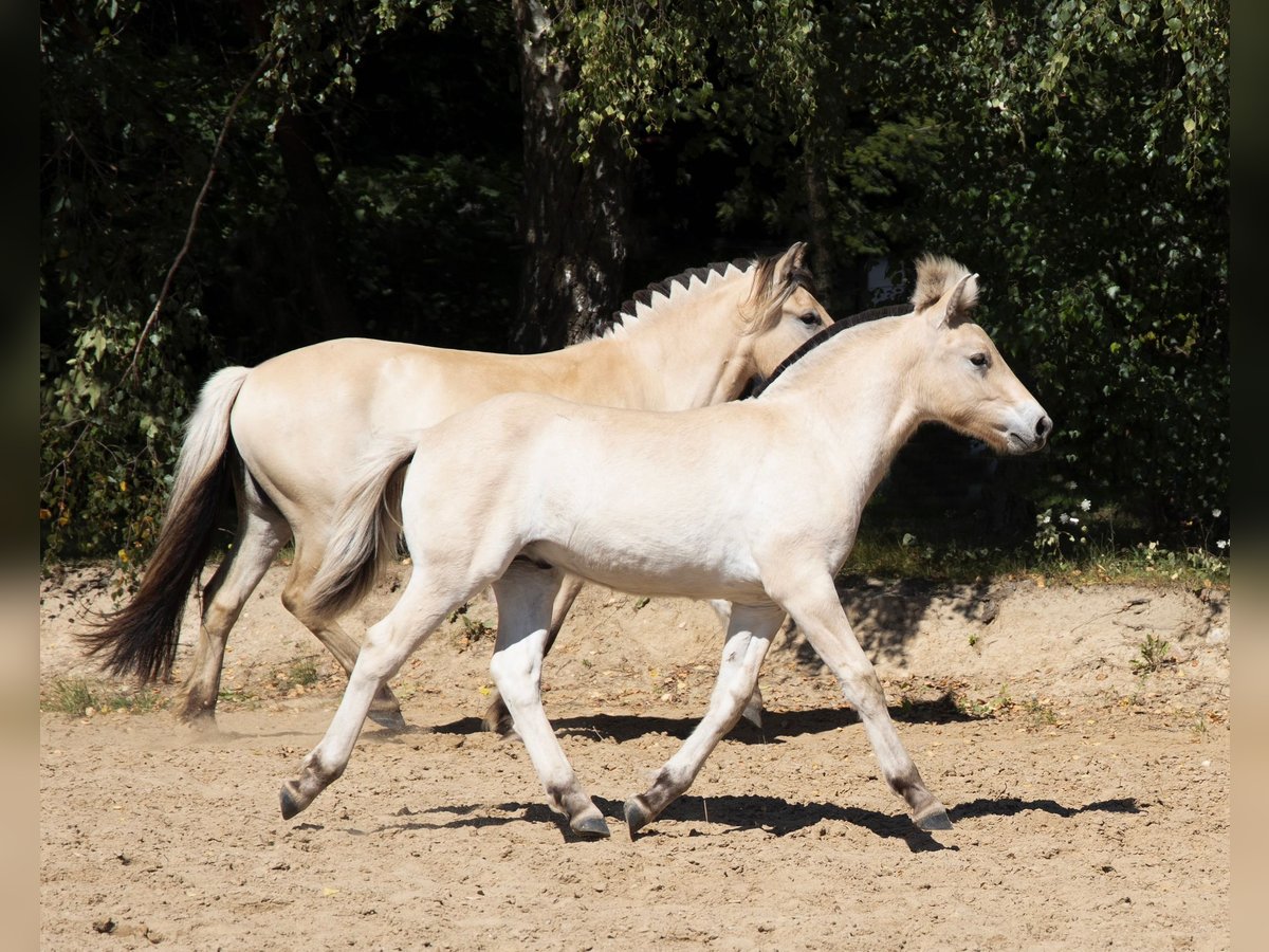 Fjord Horses Stallion Foal (01/2025) 14,2 hh Red Dun in &#x141;apalice