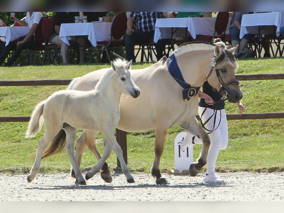 Fjord Horses Stallion Foal (05/2025) 15 hh Dun in Grimmen