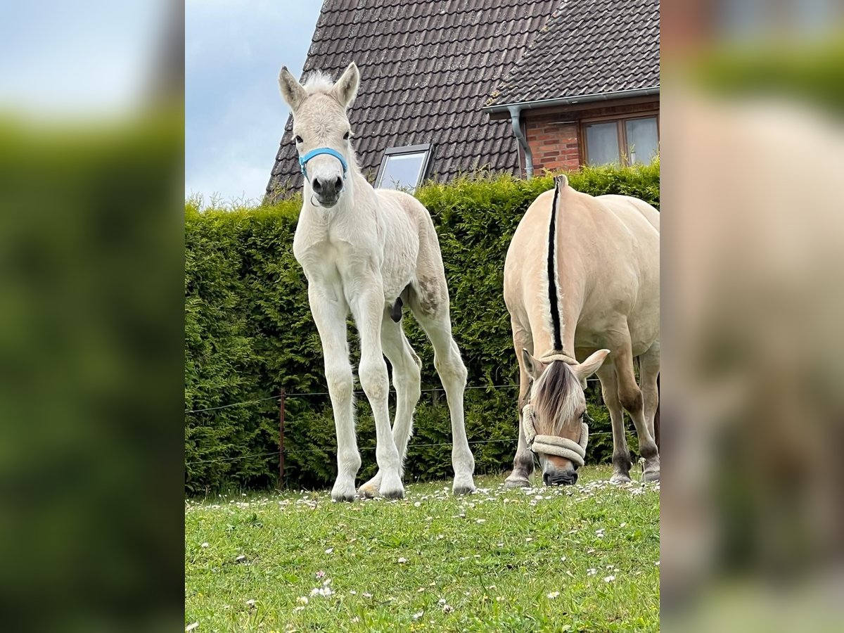 Fjord Horses Stallion  15 hh Dun in Grimmen