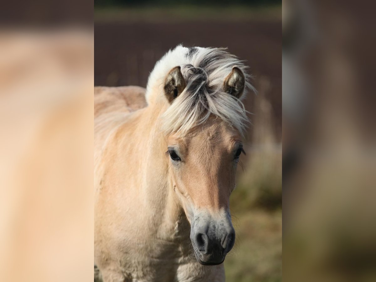 Fjord Horses Stallion Foal (05/2024) Brown in Heelsum