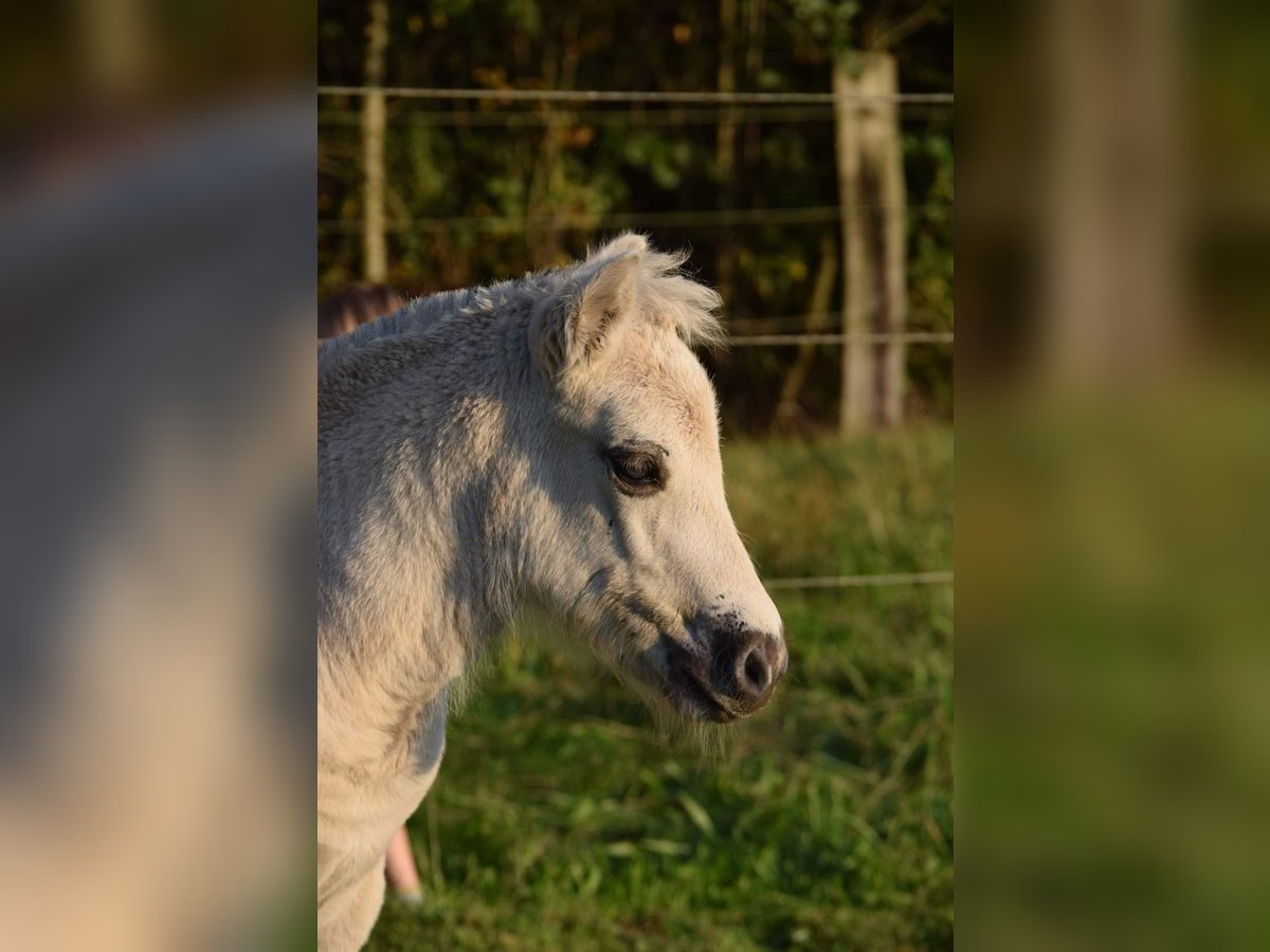 Fjord Horses Stallion Foal (08/2024) Grullo in Zoersel