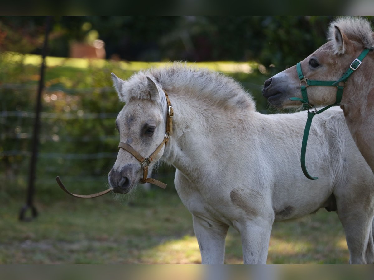 Fjord Horses Stallion Foal (06/2024) Grullo in Heelsum