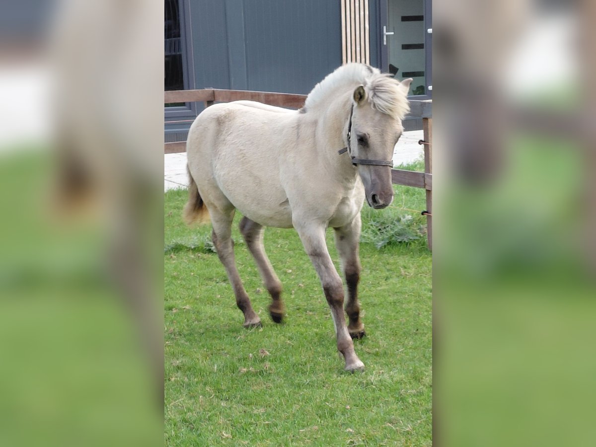 Fjord Horses Stallion Foal (05/2025) in grashoek Fjord Horses Stallion Foal (05/2025) in grashoek