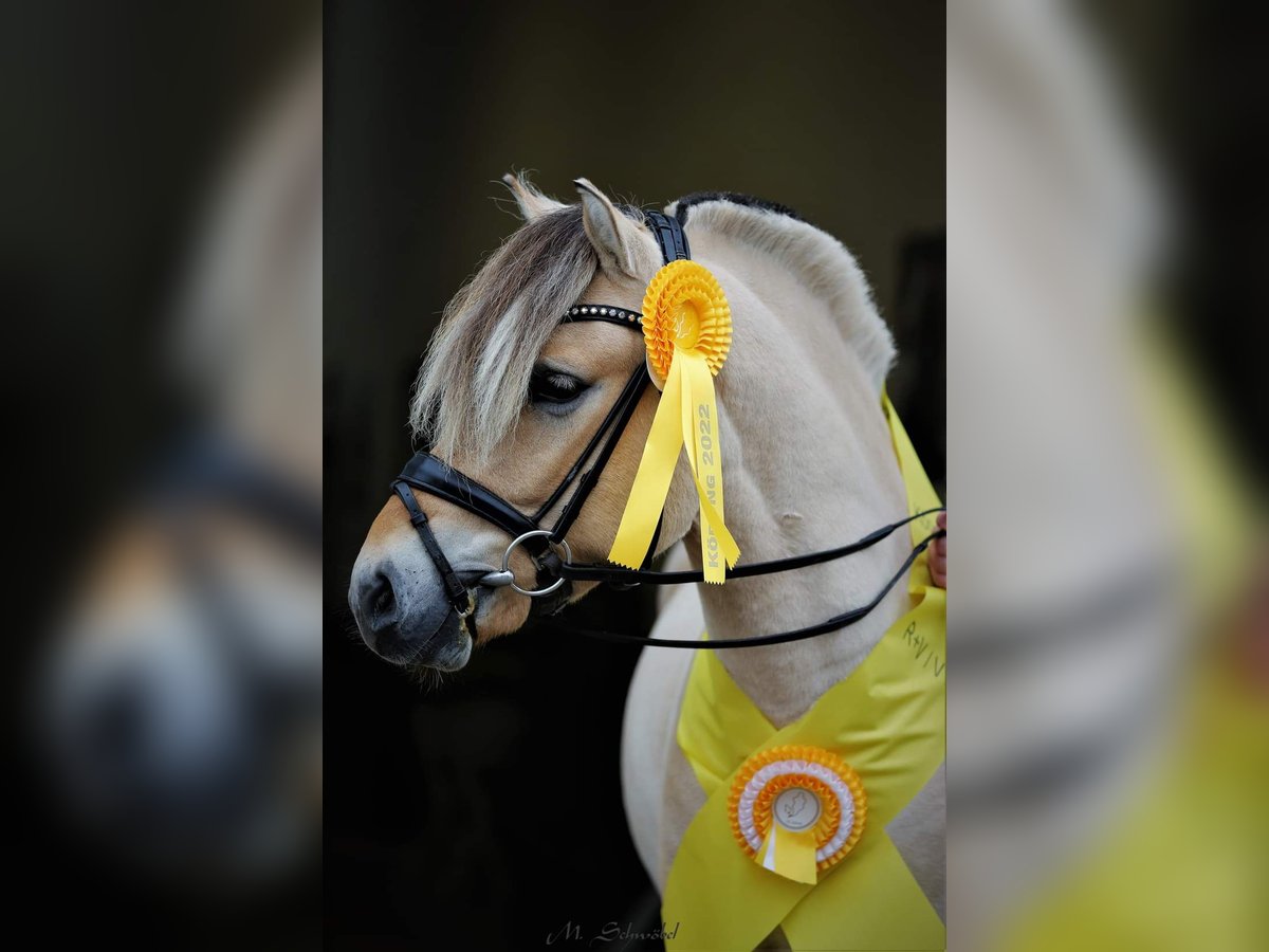 Fjord Horses Stallion in Wingst