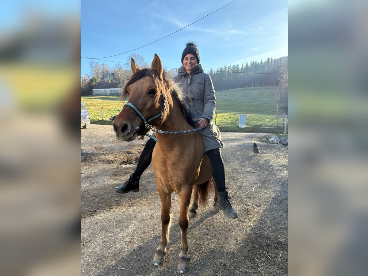 Fjord Merrie 8 Jaar 140 cm Falbe in Klausen-Leopoldsdorf