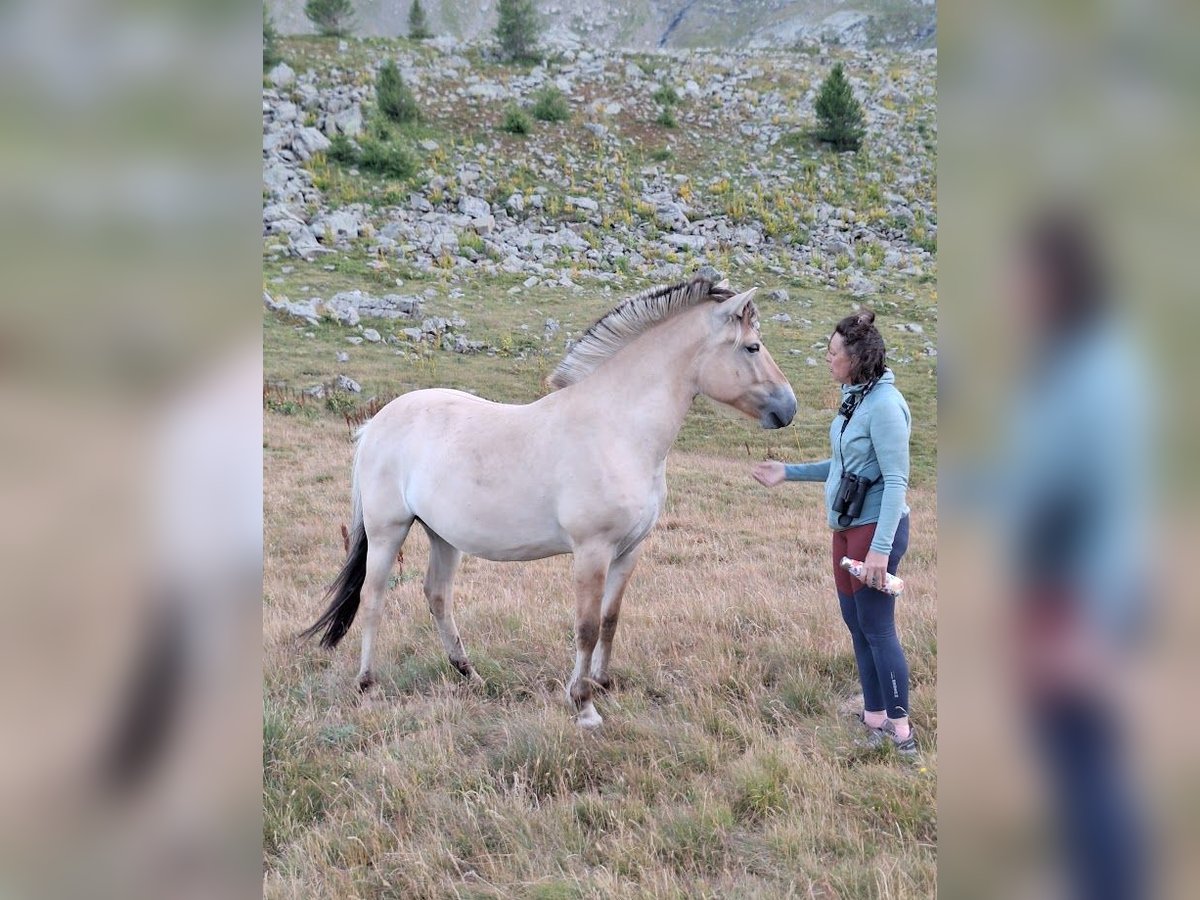 Fjord Ruin 2 Jaar in L&#x27;Argentiere La Bess&#xE9;e