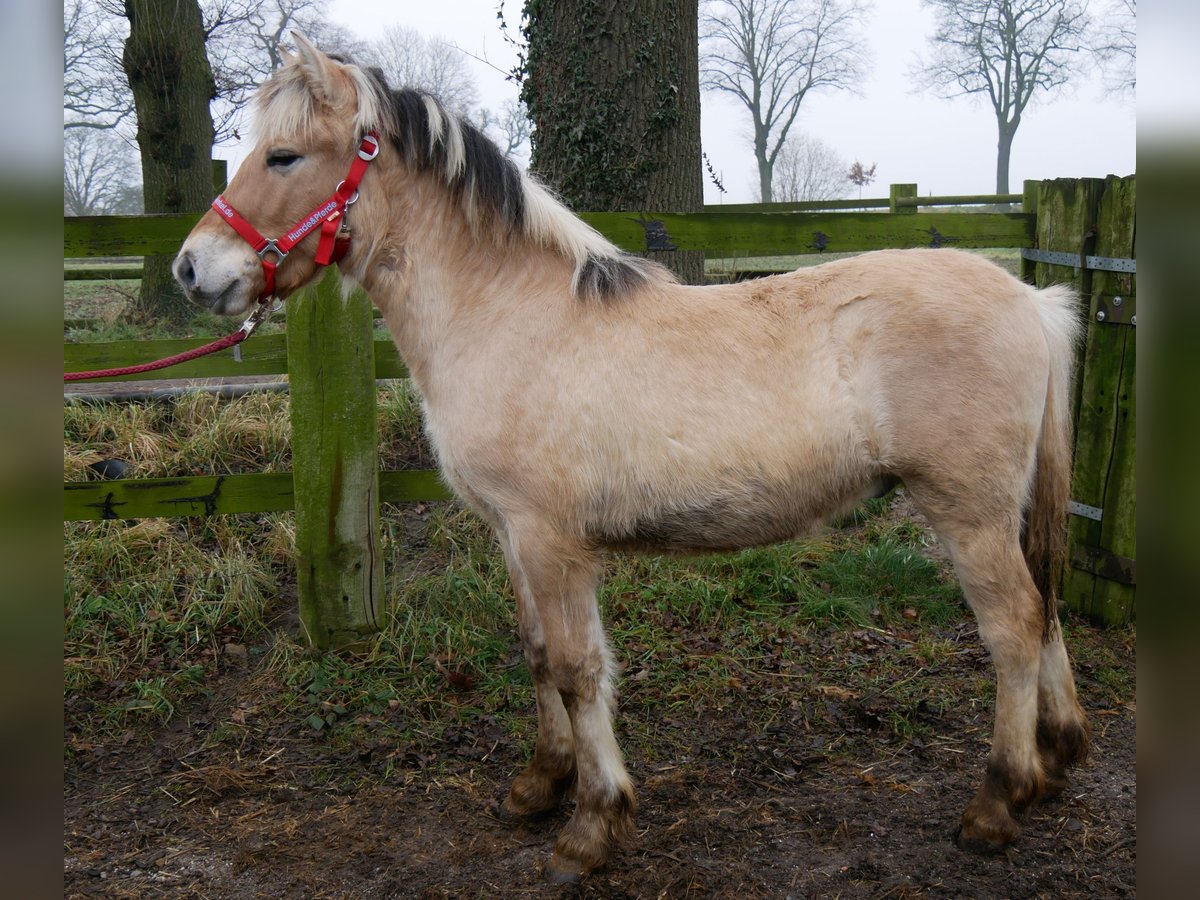 Fjord Stallone 1 Anno 131 cm in Dorsten