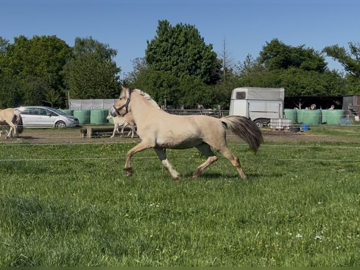 Fjord Stallone 2 Anni 147 cm Falbo in Bonn