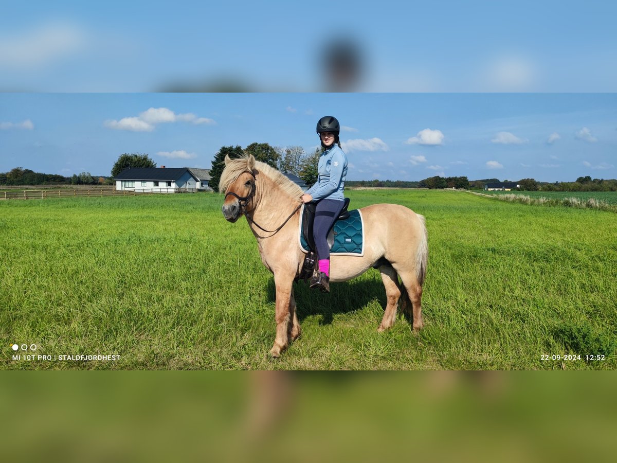Fjord Stallone 5 Anni 140 cm Red dun in N&#xF8;rager