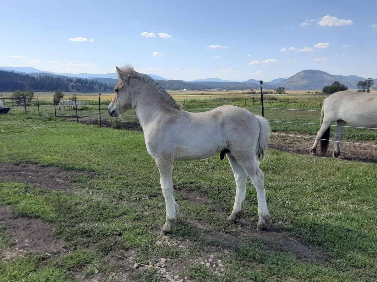 Fjord Stallone Puledri
 (05/2024) Falbo in ValleyValley, WA