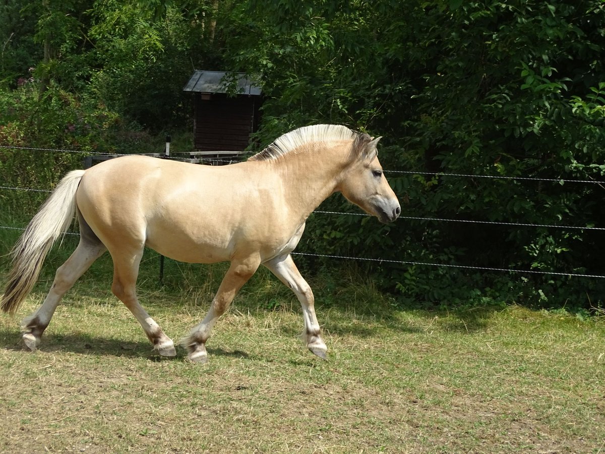 Fjordhästar Hingst 2 år 145 cm Black in Wittislingen