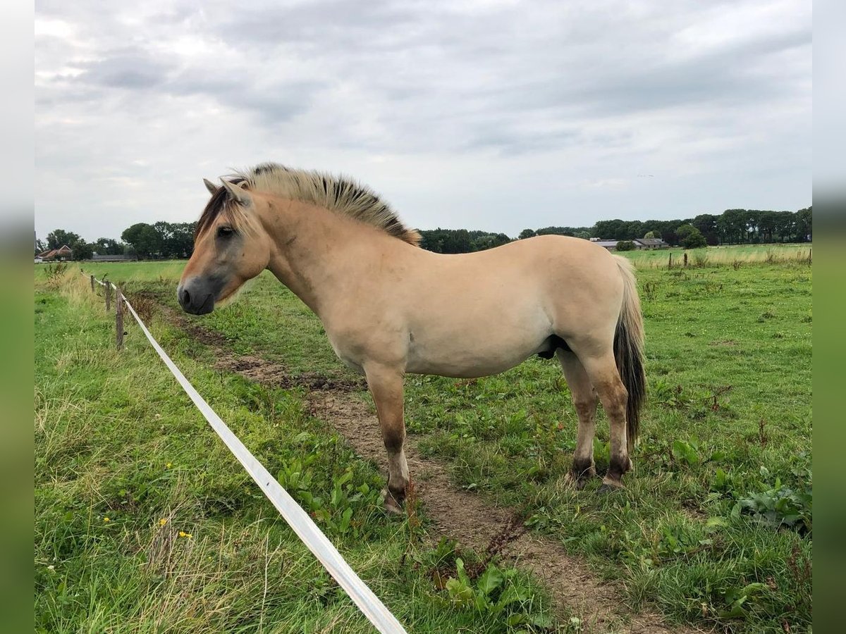 Fjordhästar Hingst 2 år in Geffen