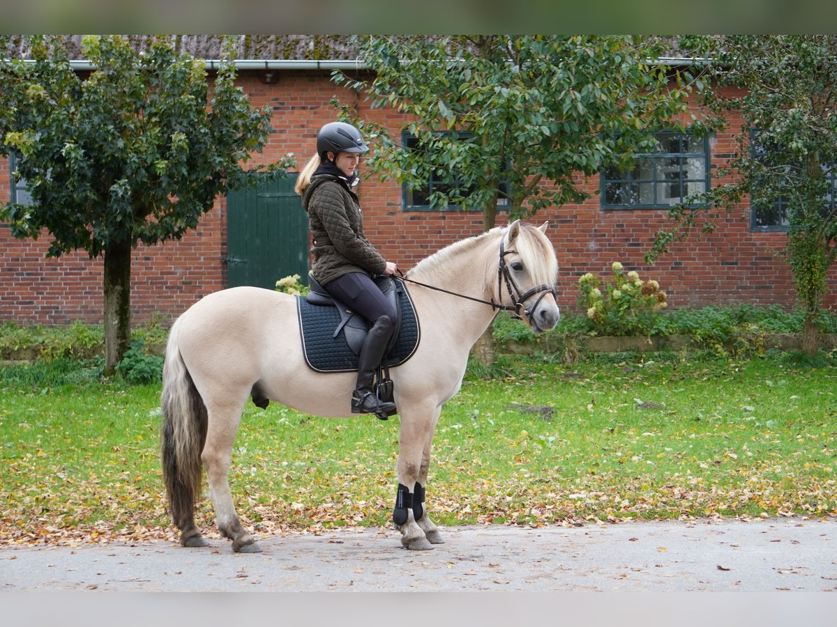 Fjordhästar Valack 4 år 140 cm Black in Ellerau