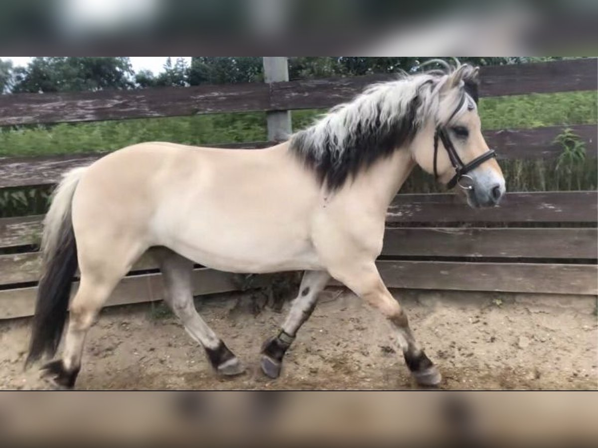 Fjordpferde Hengst 8 Jahre 147 cm in Norderstedt