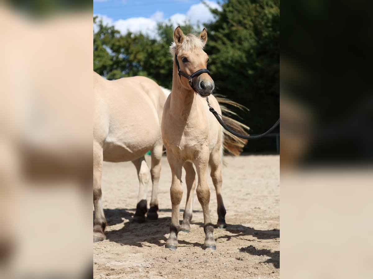 Fjordpferde Hengst Fohlen (05/2025) Falbe in Gr&#xFC;nberg
