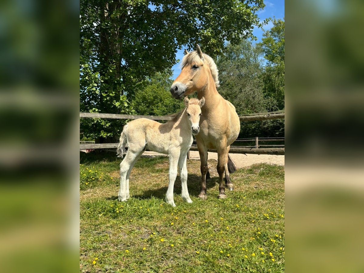 Fjordpferde Hengst  Falbe in Westerstede