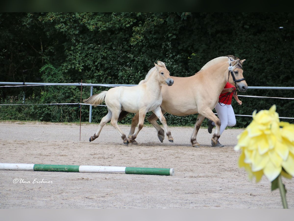 Fjordpferde Hengst Fohlen (05/2024) Falbe in Remscheid