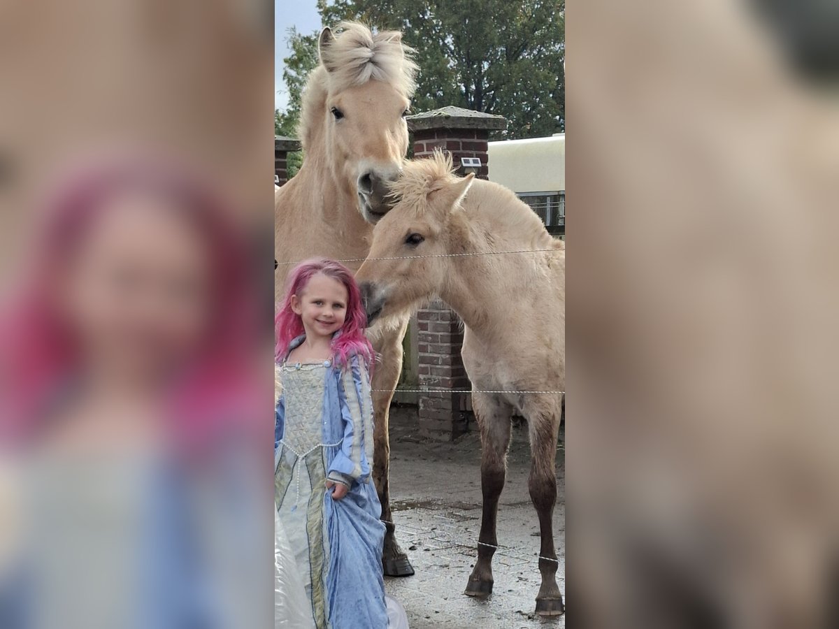 Fjordpferde Hengst Fohlen (06/2025) Red Dun in Emmer compascuum Fjordpferde Hengst Fohlen (06/2025) Red Dun in Emmer compascuum