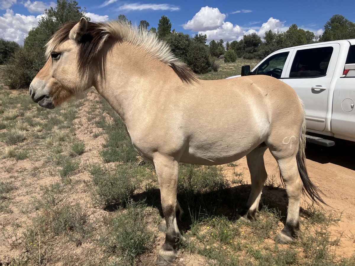 Fjordpferde Stute 13 Jahre 122 cm Buckskin in Prescott Az
