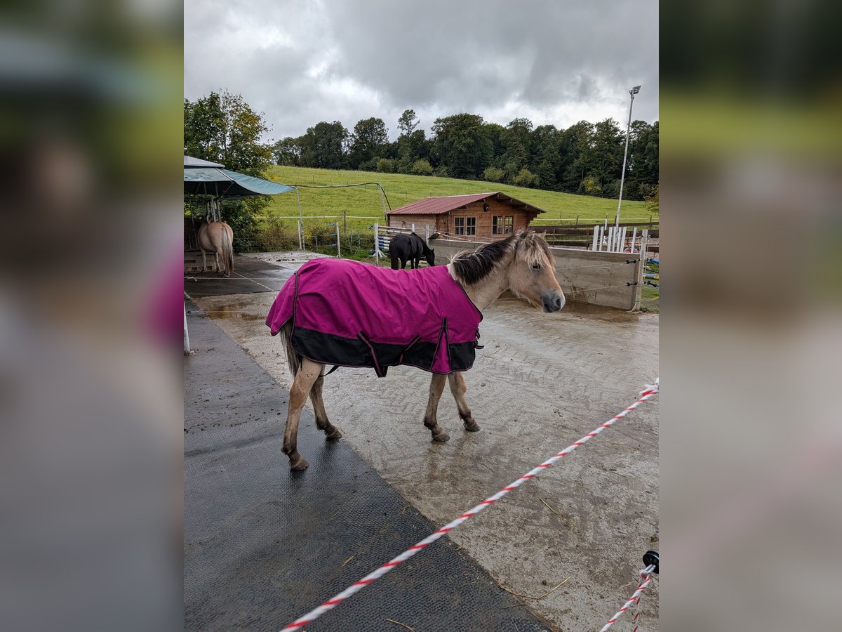 Fjordpferde Stute 1 Jahr 147 cm in Lautertal