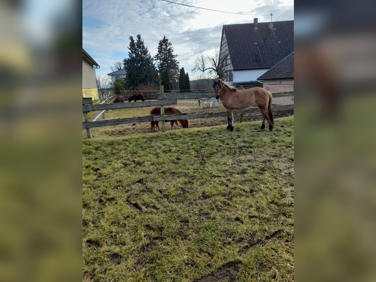 Fjordpferde Stute 3 Jahre 135 cm Falbe in Bad Saulgau