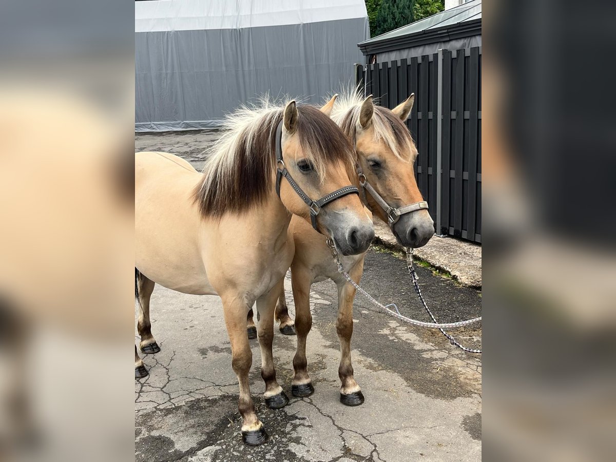 Fjordpferde Stute 3 Jahre 140 cm Falbe in Morsbach