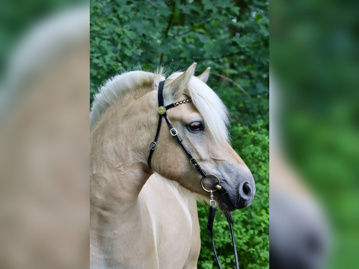 Fjordpferde Stute 3 Jahre 142 cm Red Dun in Alt Duvenstedt