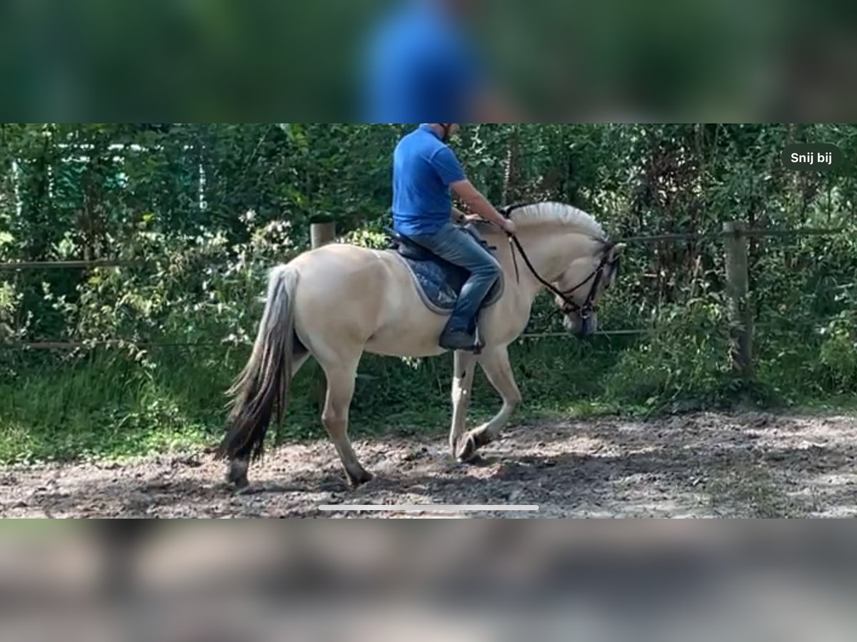 Fjordpferde Stute 3 Jahre 149 cm Falbe in Oud ootmarsum