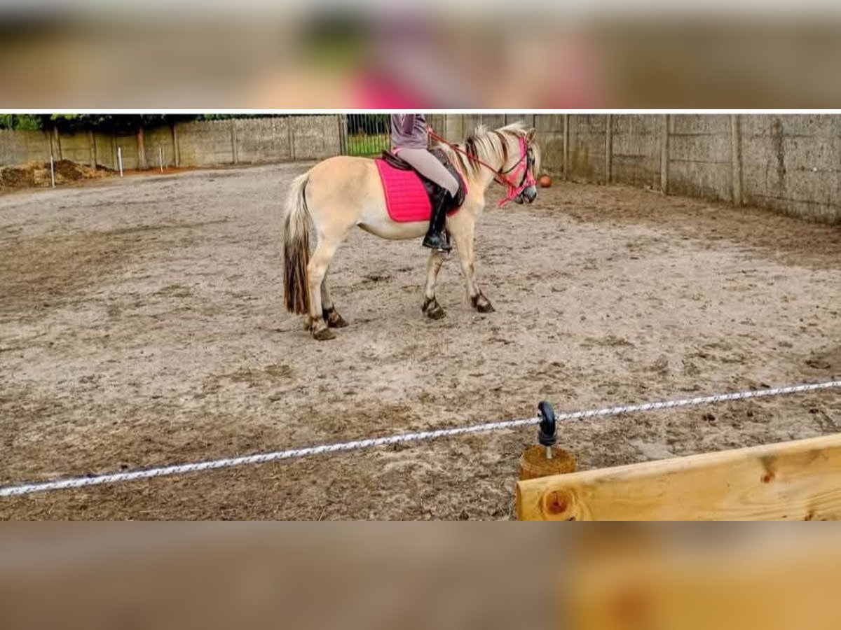 Fjordpferde Stute 4 Jahre 126 cm in Lommel
