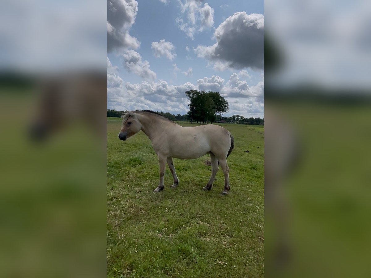 Fjordpferde Stute 5 Jahre 143 cm in Meppel