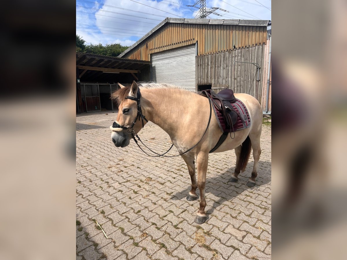 Fjordpferde Stute 5 Jahre 145 cm Falbe in Wuppertal
