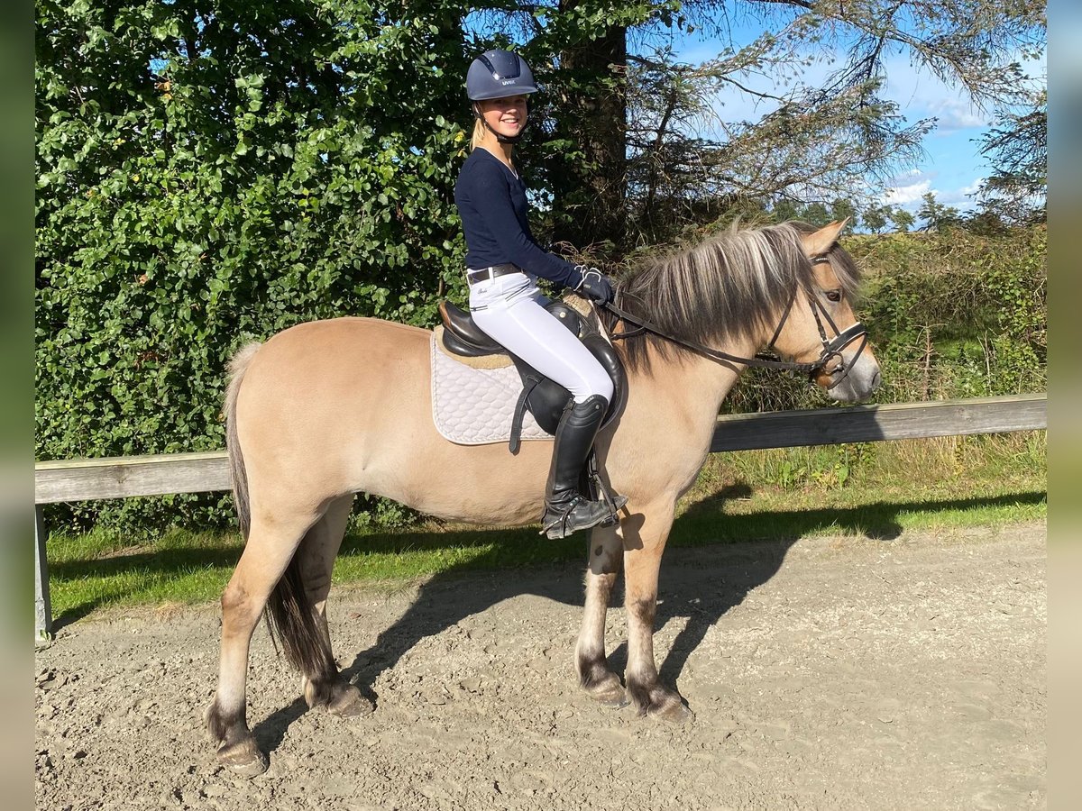 Fjordpferde Stute 7 Jahre 140 cm Falbe in Süderlügum Fjordpferde Stute 7 Jahre 140 cm Falbe in Süderlügum