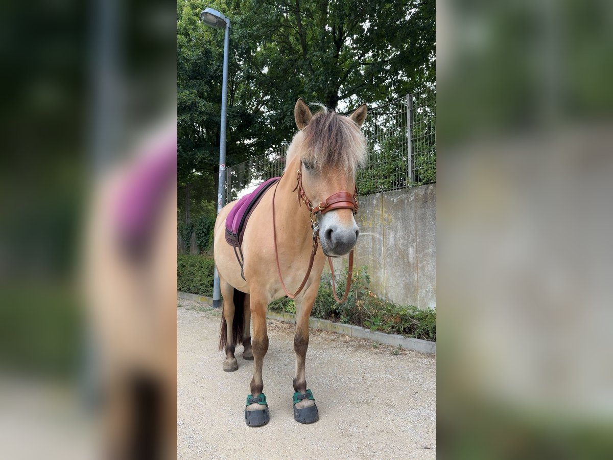 Fjordpferde Stute 7 Jahre in Rodgau