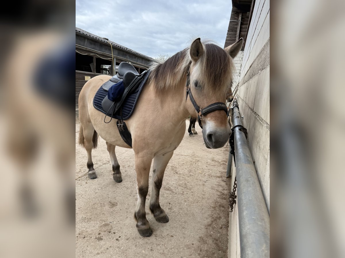 Fjordpferde Stute 8 Jahre 143 cm in Rodgau Weiskirchen
