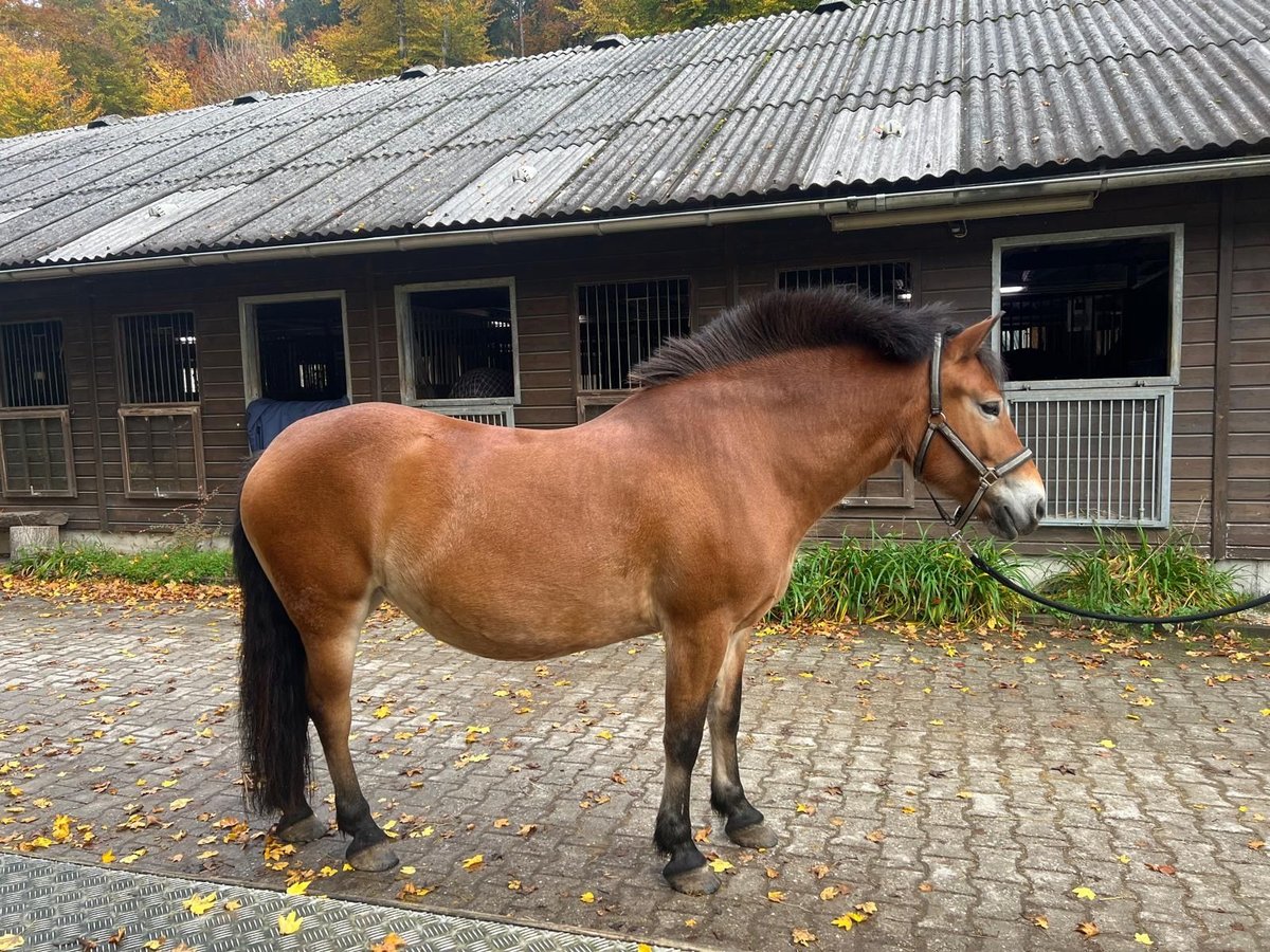Fjordpferde Mix Stute 9 Jahre 152 cm Falbe in Gauting