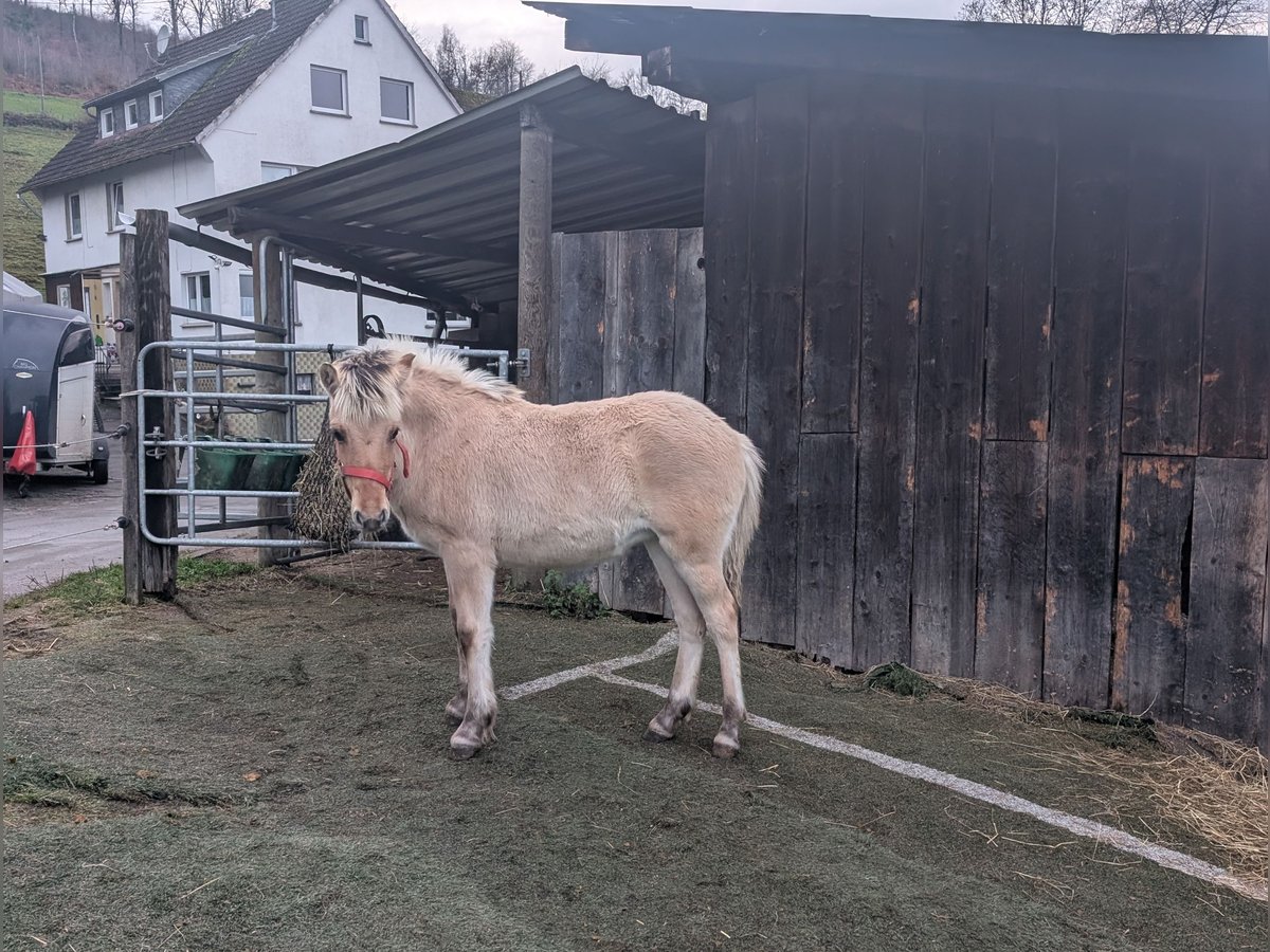 Fjordpferde Stute Fohlen (05/2025) 150 cm Falbe in Morsbach