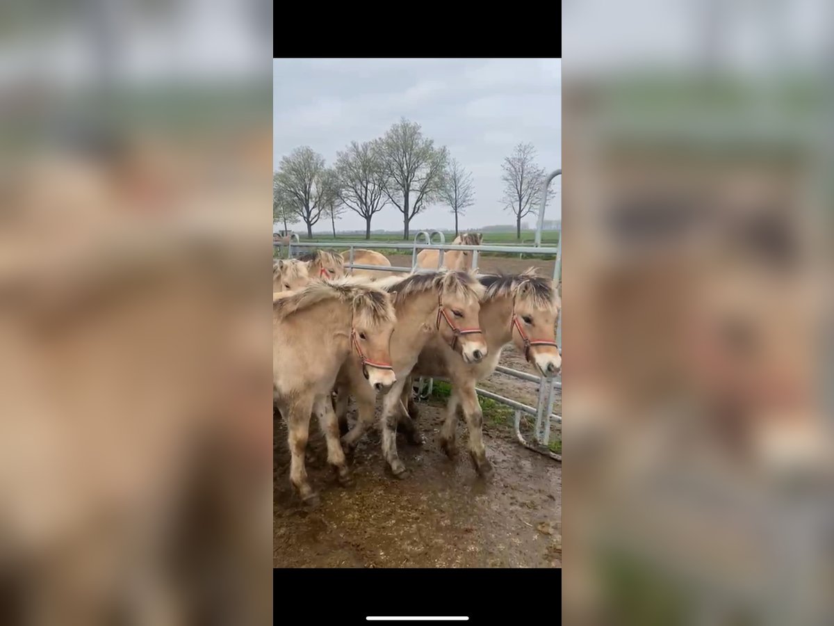 Fjordpferde Stute Fohlen (05/2024) in Dorsten