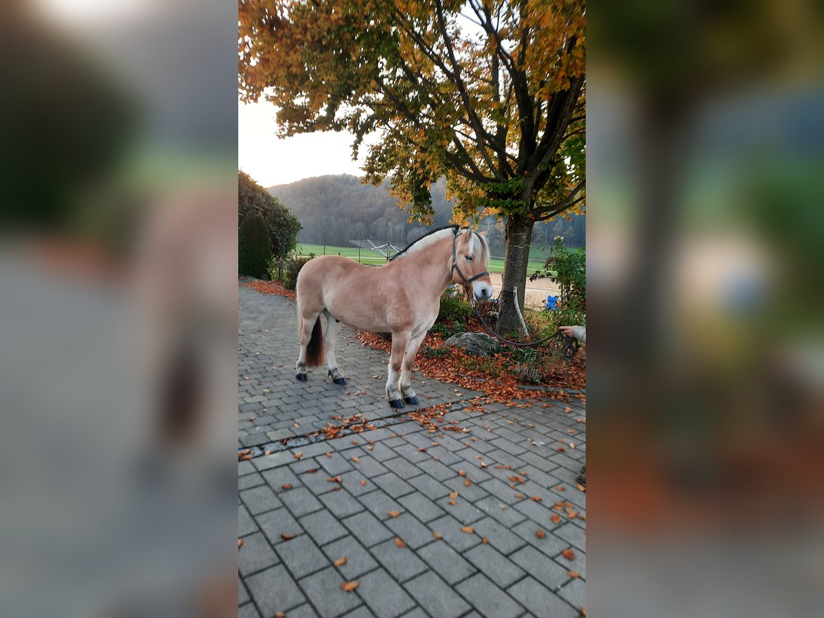 Fjordpferde Wallach 10 Jahre 147 cm Falbe in Eberhardzell