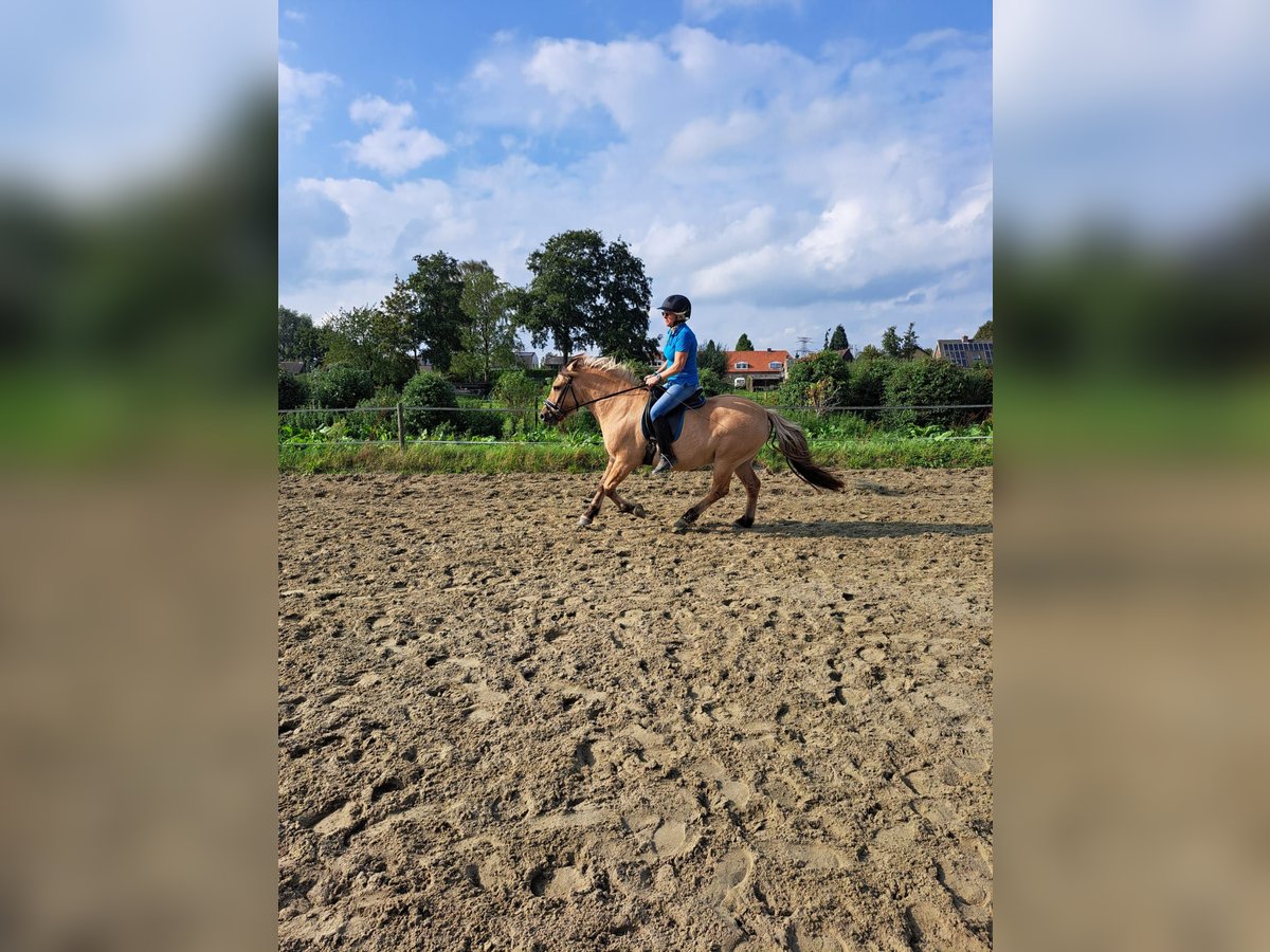 Fjordpferde Mix Wallach 14 Jahre 137 cm in Hooge Zwaluwe